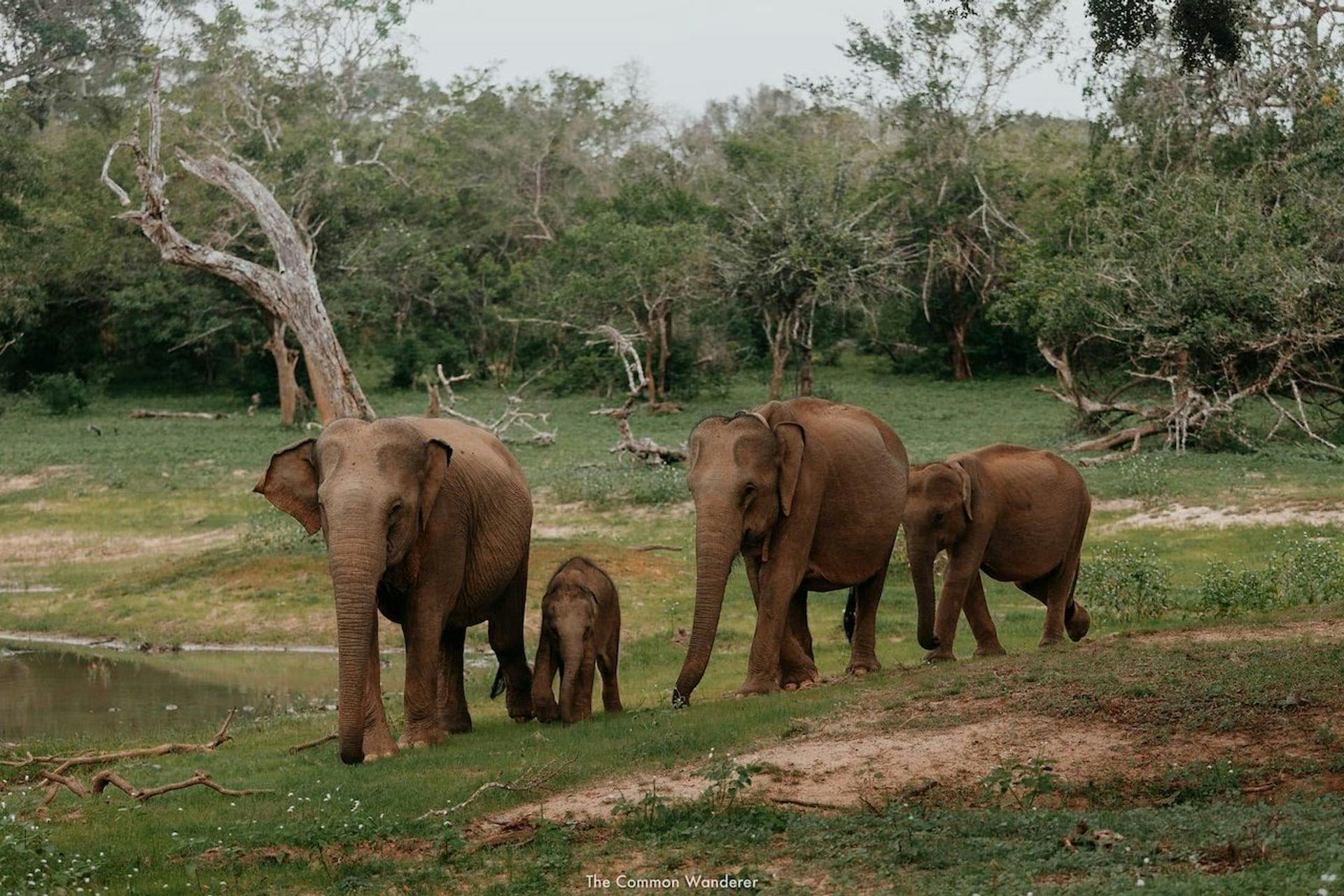 yala national park elephants
